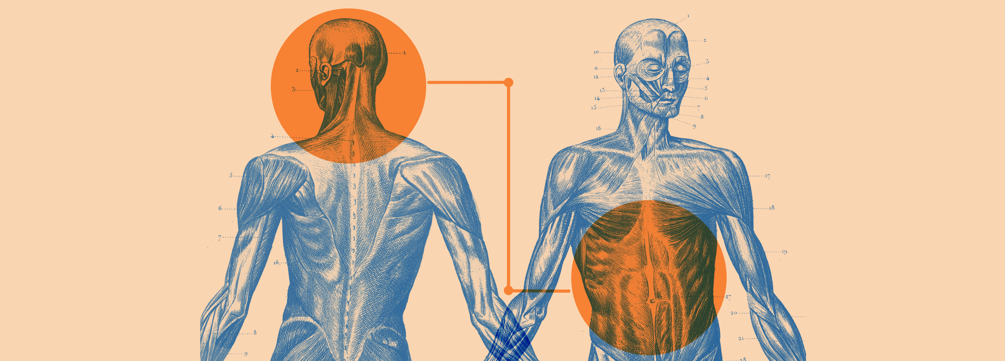 Anxiety and the Brain-Gut Connection